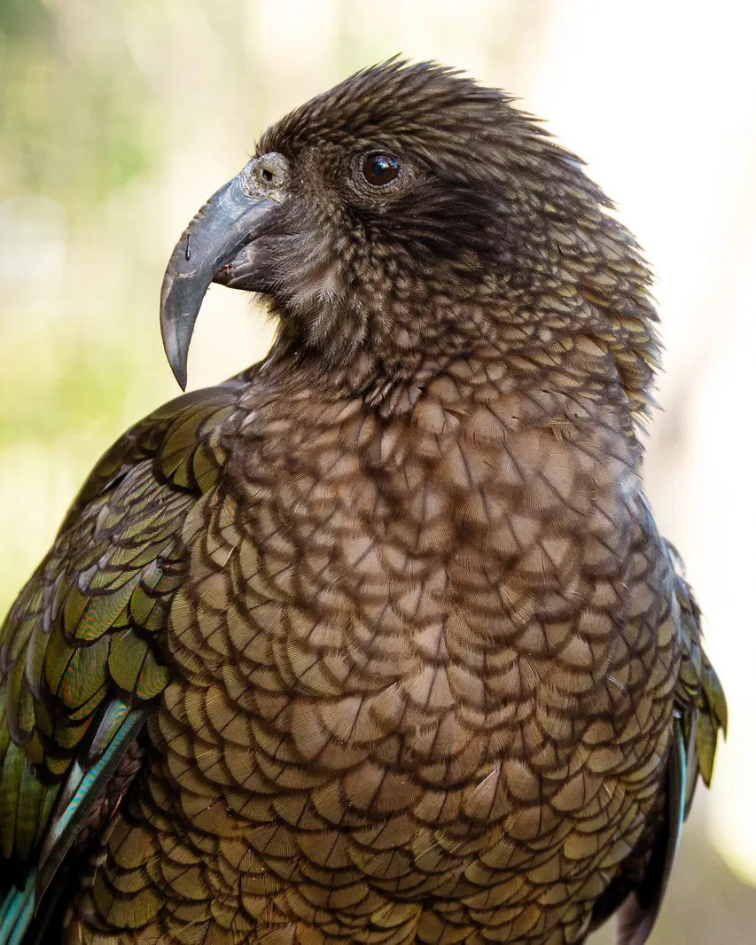 Kea portrait