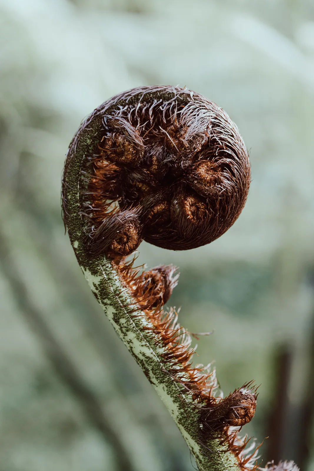 Fern, Colonial Knob Scenic Reserve, Wellington, NZ