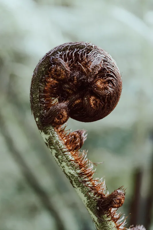 Fern, Colonial Knob Scenic Reserve, Wellington, NZ