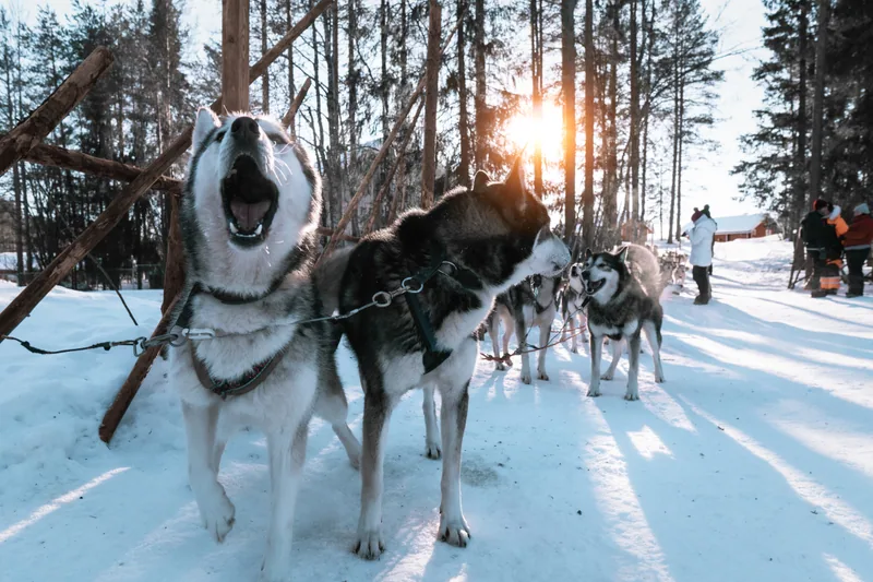 Husky Run, Korvala, Finland
