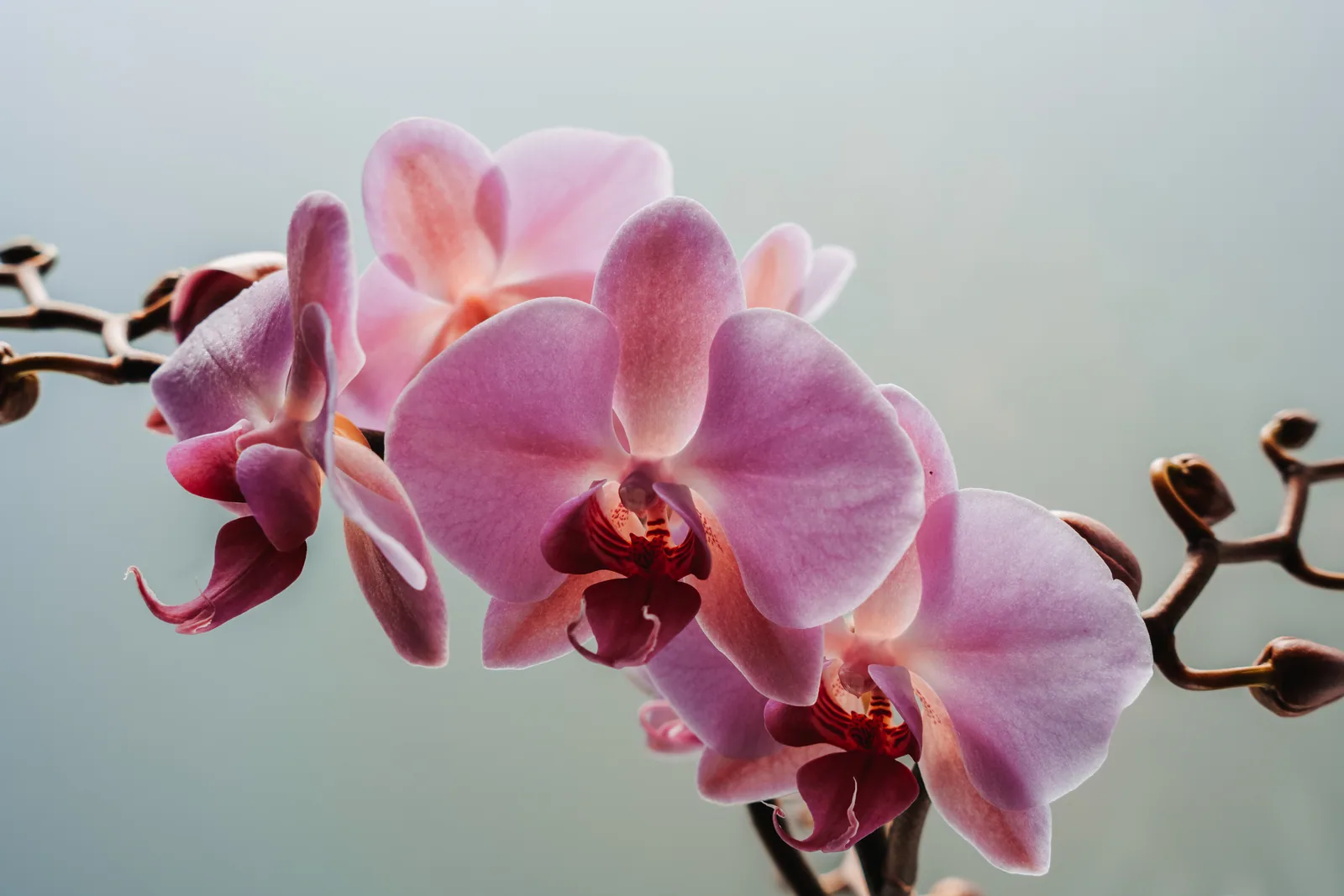 Orchid, Kapiti, New Zealand