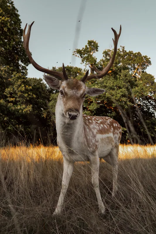 Richmond, Richmond Park, London
