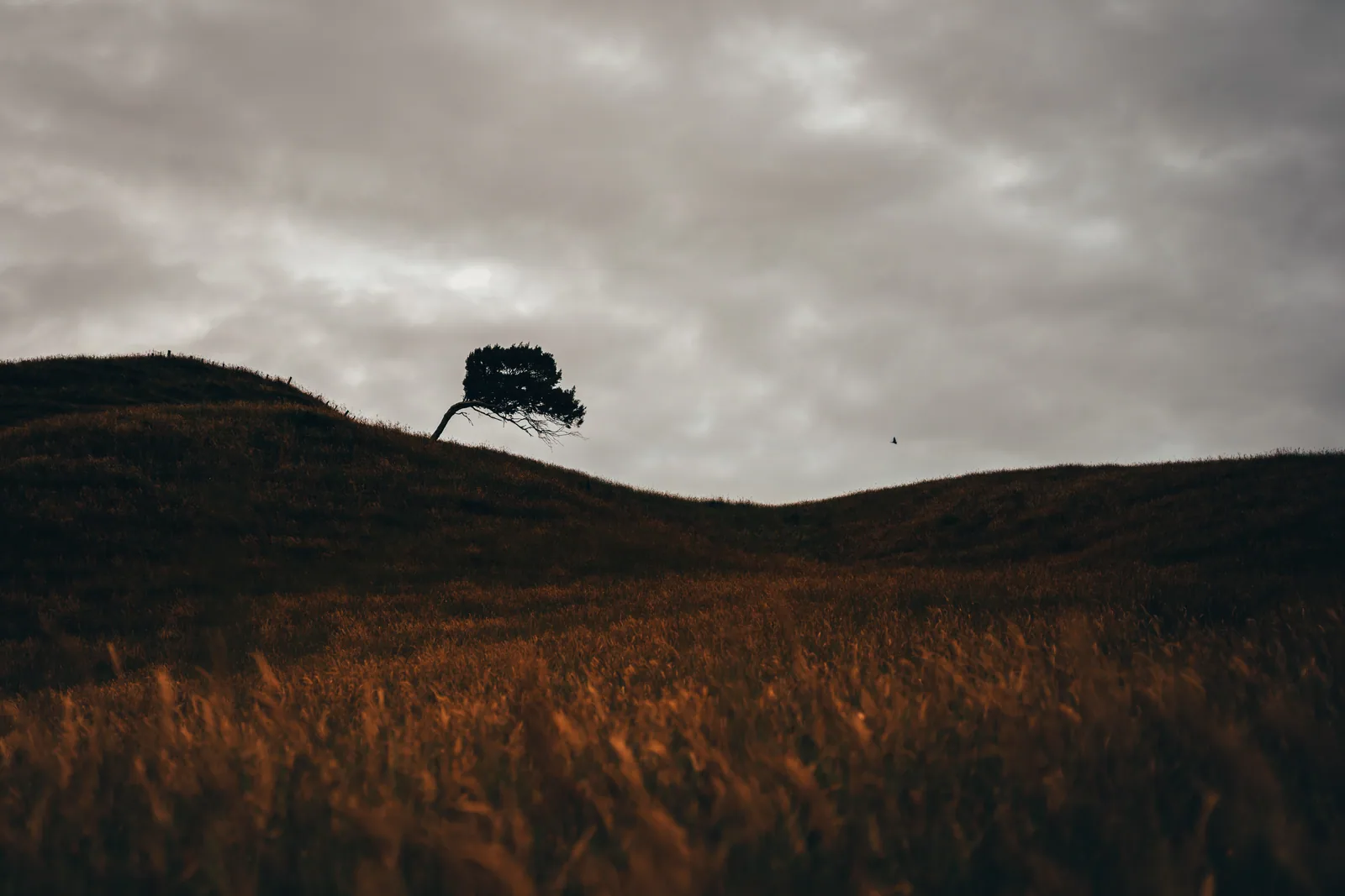 Soaring, Manawatu, NZ