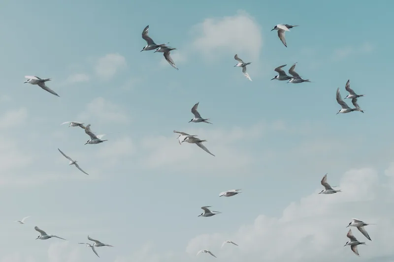 Taking Flight, Onehunga Beach, Porirua, NZ
