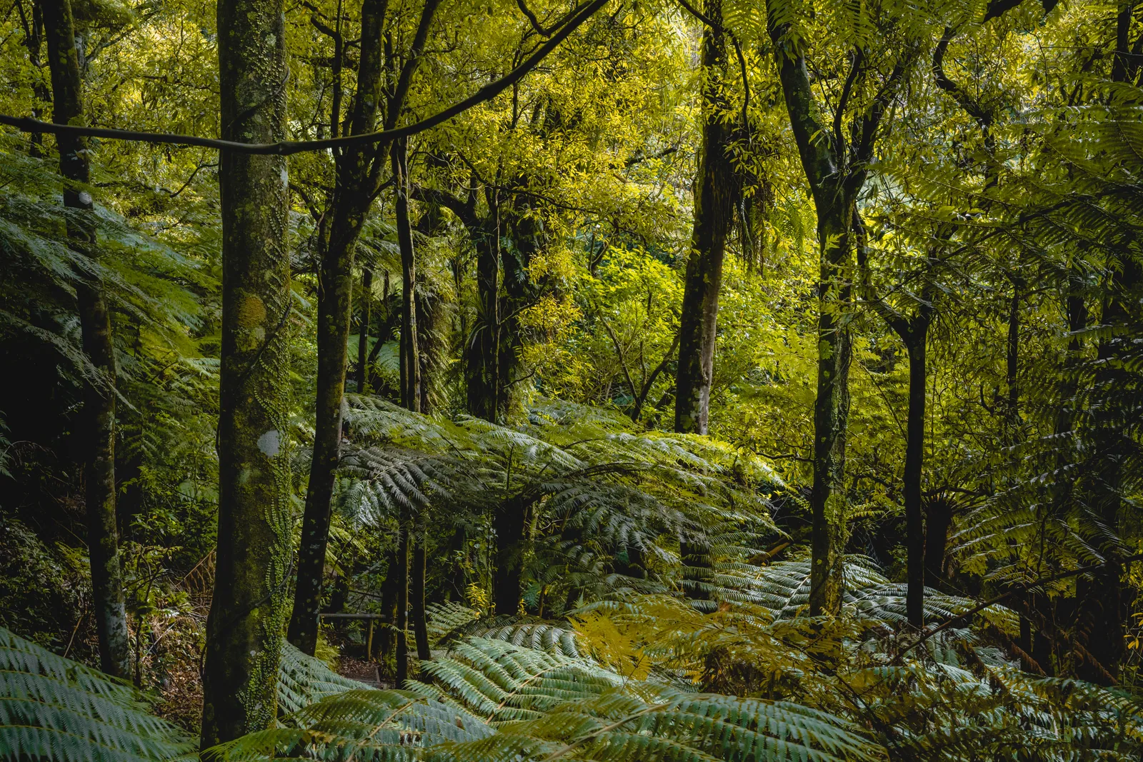 Woodlands #1, Otari-Wilton's Bush, Wellington, NZ