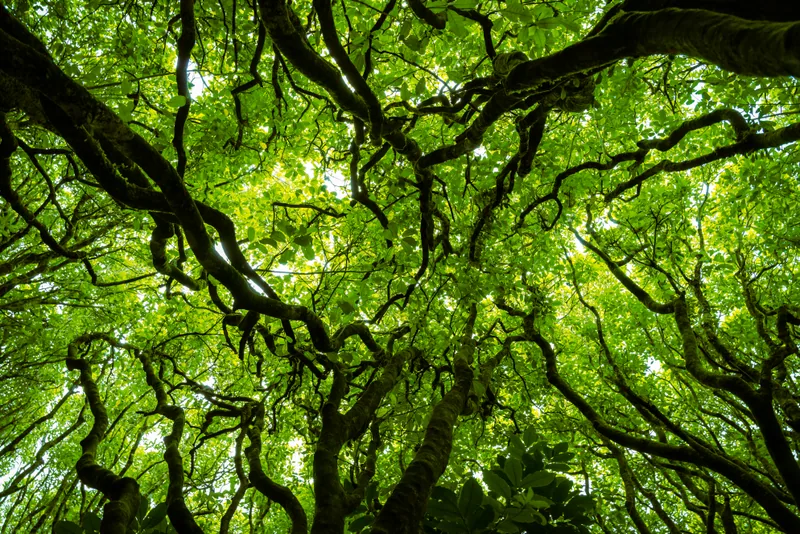 Woodlands #2, Colonial Knob Scenic Reserve, Wellington, NZ